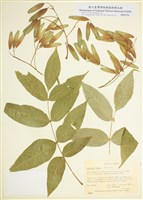 藏品(黑梣)的圖片